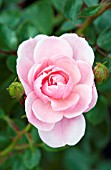 ROSA SWEET BALLYMALOE