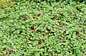 RUBUS PENTALOBUS EMERALD CARPET