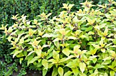 SALVIA ELEGANS GOLDEN DELICIOUS