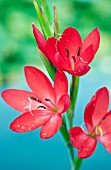 SCHIZOSTYLIS COCCINEA