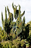 SEQUOIADENDRON GIGANTEA PENDULA