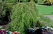 TAXODIUM DISTICHUM CASCADE FALLS