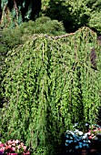 TAXODIUM DISTICHUM CASCADE FALLS