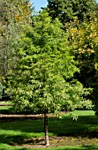 TAXODIUM DISTICHUM JFS-SGPN GREEN WHISPER