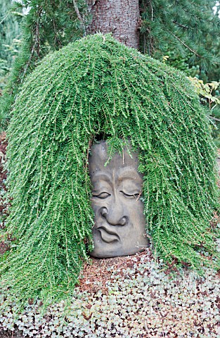 TSUGA_HETEROPHYLLA_THORSENS_WEEPING