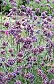 VERBENA BONARIENSIS