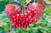 VIBURNUM OPULUS COMPACTUM