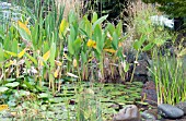 WATER GARDEN SCENE