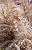 WHEAT BUNDLES