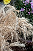 WHEAT BUNDLES