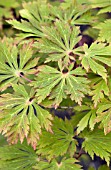 ACER JAPONICUM ACONITIFOLIUM