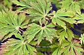 ACER JAPONICUM ACONITIFOLIUM