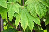 ACER JAPONICUM VITIFOLIUM