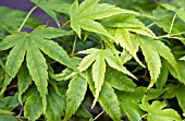 ACER PALMATUM AOYAGI