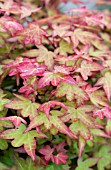 ACER PALMATUM BENI HIME