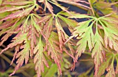 ACER PALMATUM DISSECTUM CONTORTA