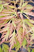 ACER PALMATUM DISSECTUM CONTORTA