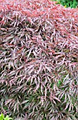 ACER PALMATUM DISSECTUM GARNET