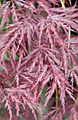 ACER PALMATUM DISSECTUM INABA SHIDARE