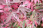 ACER PALMATUM SHIRAZZ