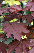 ACER PLATANOIDES CRIMSON SENTRY