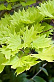 ACER SHIRASAWANUM AUREUM