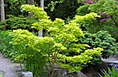 ACER SHIRASAWANUM AUREUM