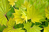 ACER SHIRASAWANUM AUREUM