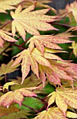 ACER SHIRASAWANUM AUTUMN MOON