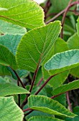 ACTINIDIA CHINENSIS VINCENT