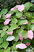 ACTINIDIA KOLOMITKA ARCTIC BEAUTY