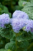 AGERATUM HIGHTIDE