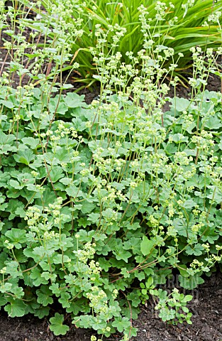 ALCHEMILLA_ERYTHROPODA