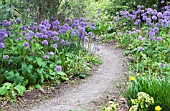 ALLIUM PURPLE SENSATION