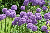 ALLIUM PURPLE SENSATION