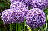 ALLIUM PURPLE SENSATION