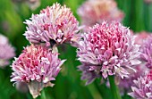 ALLIUM SCHOENOPRASUM FORESCATE