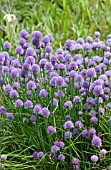 ALLIUM SCHOENOPRASUM