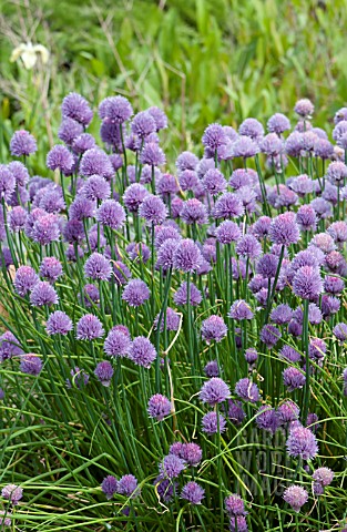 ALLIUM_SCHOENOPRASUM