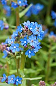 ANCHUSA CAPENSIS