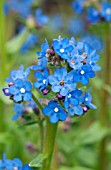 ANCHUSA CAPENSIS