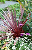 CORDYLINE RED STAR