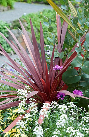 CORDYLINE_RED_STAR