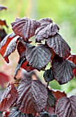 CORYLUS AVELLANA RED MAJESTIC