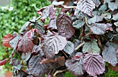 CORYLUS AVELLANA RED MAJESTIC