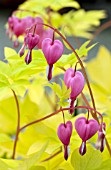 DICENTRA SPECTABILIS GOLD HEART