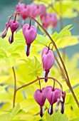 DICENTRA SPECTABILIS GOLD HEART