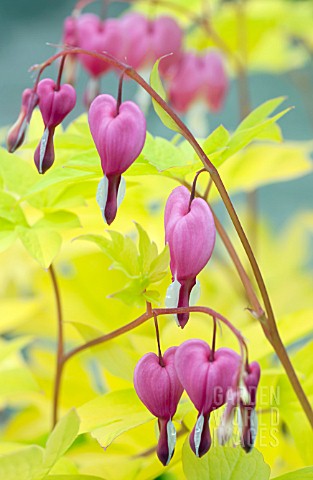 DICENTRA_SPECTABILIS_GOLD_HEART