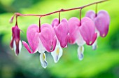 DICENTRA SPECTABILIS