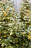 ELAEAGNUS EBBINGEI GILT EDGE